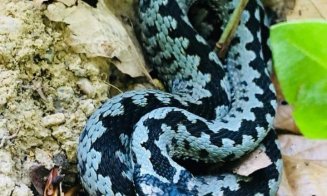 O viperă extrem de periculoasă a fost semnalată în Feleacu