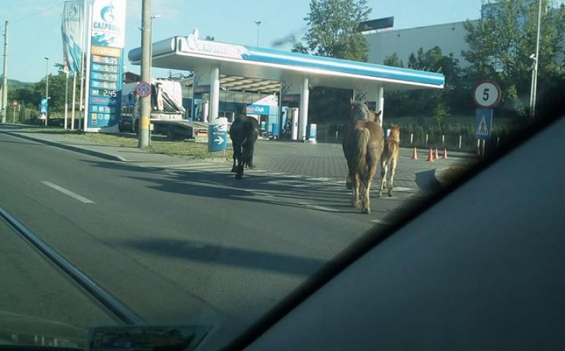 La Cluj, ca-n Vestul Sălbatic: Cai plimbându-se nestingheriţi pe o "uliţă" intens circulată