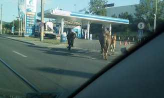 La Cluj, ca-n Vestul Sălbatic: Cai plimbându-se nestingheriţi pe o "uliţă" intens circulată