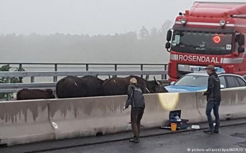 Cinci bivoli au provocat haos pe autostradă