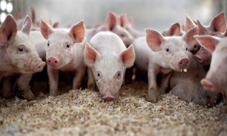 Rusia blochează importurile de porci din România și Ungaria. Pesta ucide porcii de fermă în 10 zile