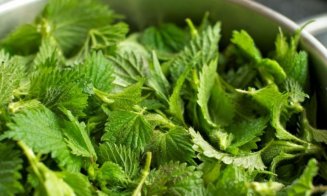 Supranumită planta tinereţii veşnice, regenerează celulele şi scade colesterolul