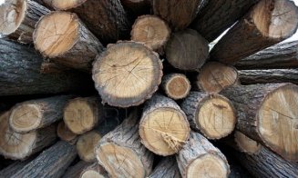 Percheziții DIICOT la Holzindustrie Schweighofer, cel mai mare exportator de lemn. Prejudiciu: 25 de milioane de euro