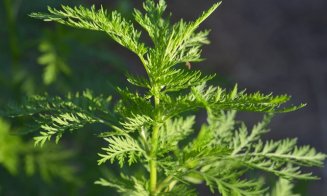 Planta despre care se spune că distruge 98% din celulele canceroase în doar 16 ore creşte şi în România