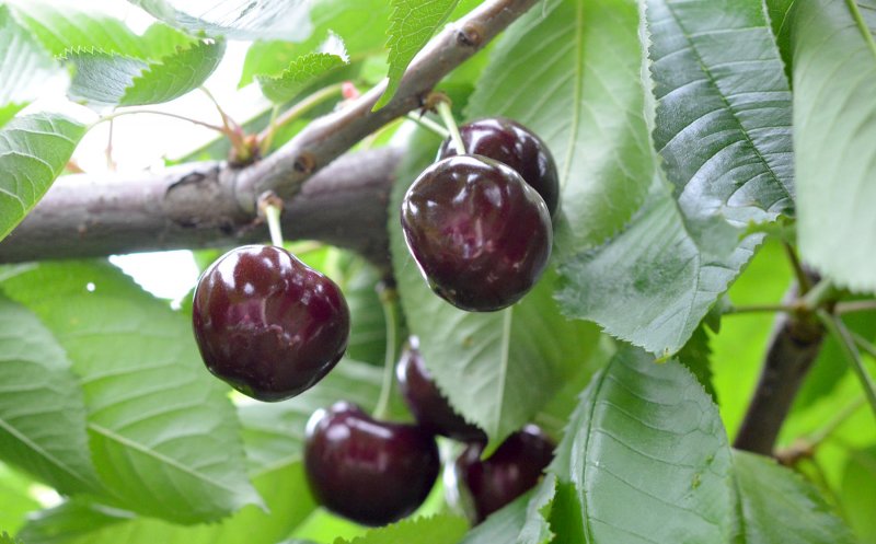 Superalimentul verii. Slăbeşte şi detoxifică organismul cu cireşe negre