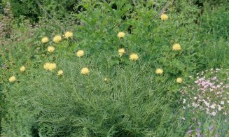 Un biogeograf din Cluj găseşte în Kazahstan o plantă ce există doar în 3 exemplare în România. O caută de 11 ani