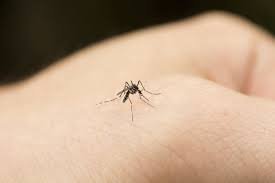 Alertă: Cazuri de infecţie cu virus West Nile