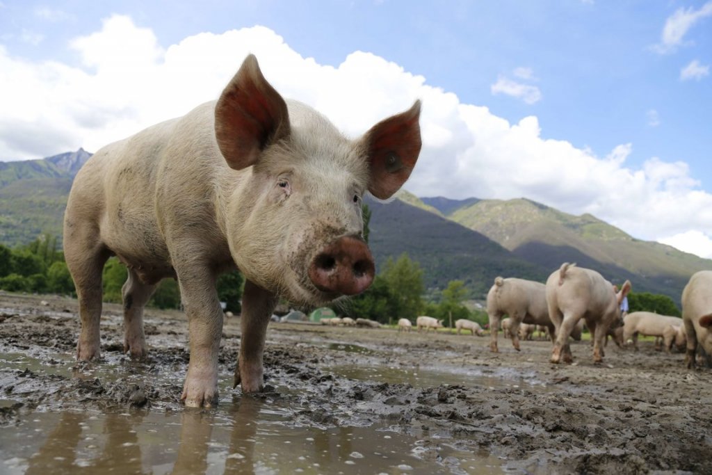 Ministrul Agriculturii, în cazul pestei porcine: "Nu distrugem, nici nu ardem culturile agricole"