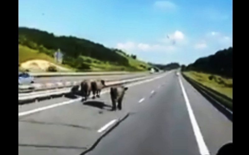Autostrada Cluj - Turda, deschisă pentru bivoli