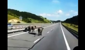 Autostrada Cluj - Turda deschisă pentru bivoli