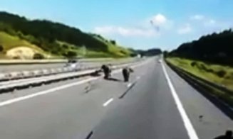 Autostrada Cluj - Turda deschisă pentru bivoli