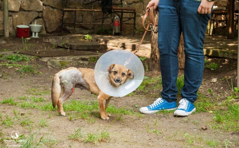 S-au mutat la Cluj şi îşi dedică viaţa "reabilitării" căţeilor traumatizaţi: "Orice câine poate fi salvat"