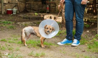 S-au mutat la Cluj şi îşi dedică viaţa "reabilitării" căţeilor traumatizaţi: "Orice câine poate fi salvat"