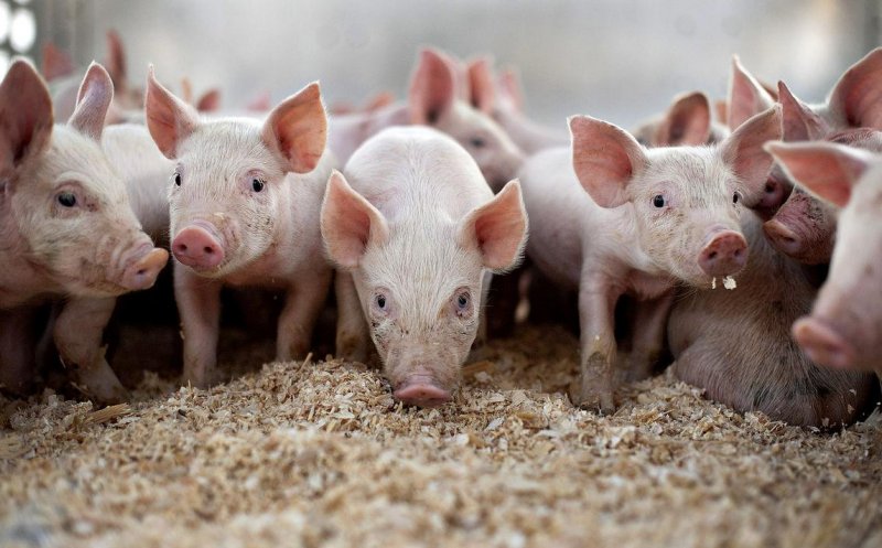 Harta focarelor de pestă porcină în România