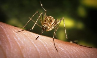 Încă o victimă a virusului West Nile, într-un judeţ vecin Clujului. Numărul deceselor a ajuns la 22