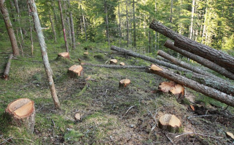 Sute de brazi tăiaţi într-o pădure din Cluj. Cum şi-au acoperit hoţii urmele