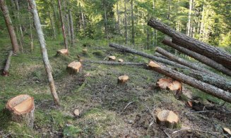 Sute de brazi tăiaţi într-o pădure din Cluj. Cum şi-au acoperit hoţii urmele
