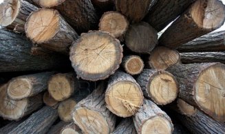 Au furat lemne de 31 milioane lei. Pădurea din Cluj nu are pază de 3 ani
