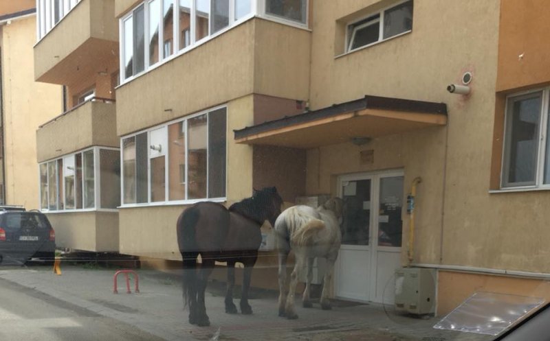 Caii se plimbă nestingheriţi printre blocuri în Floreşti. Primarul îşi deleagă vicele ca să spună că n-au soluţii