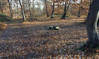 Una din cele mai înfricoşătoare păduri din lume, pusă la pământ. De ce se taie copacii din pădurea Hoia