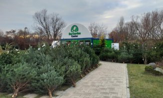 Afacere de sezon la Cluj: bradul de Crăciun, livrat acasă