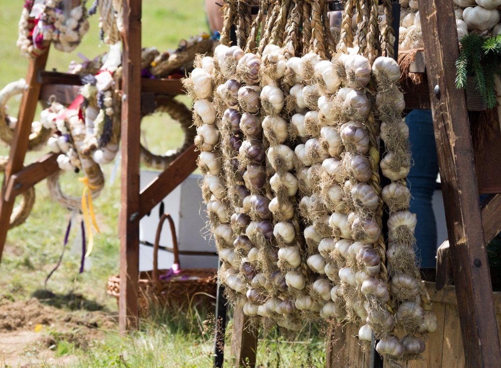 Pentru ce primesc bani gratis fermierii în 2019: usturoi, roșii, porci, lână, irigații