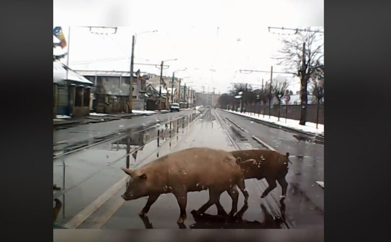 Pietoni :) indisciplinaţi în trafic. În Cluj-Napoca