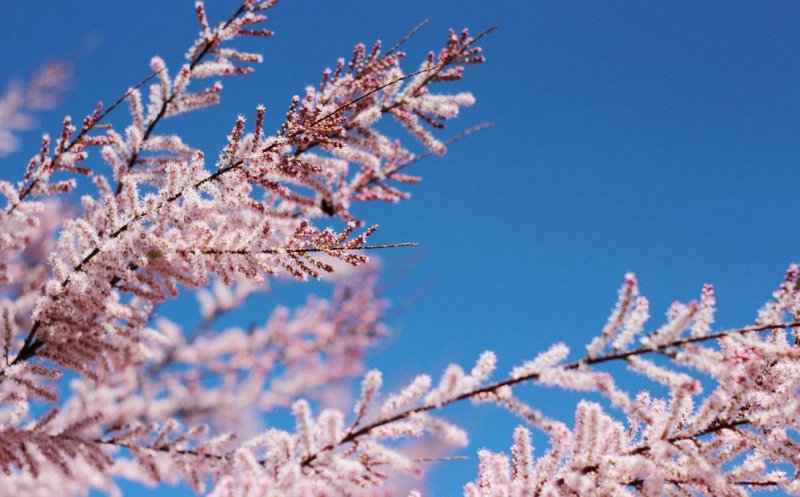 Veşti bune de la meteorologi. Vine primăvara!