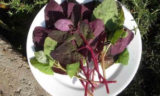 Planta care detoxifică organismul şi curăţă sângele. Cum se folosește