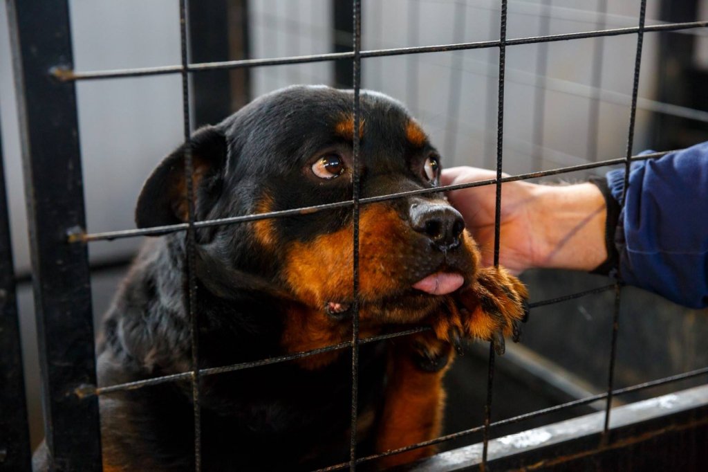 Adoptă un suflet! Porţile deschise la Centrul de îngrijire a câinilor fără stăpân din Cluj