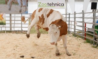 Vacile zburătoare de la Agraria