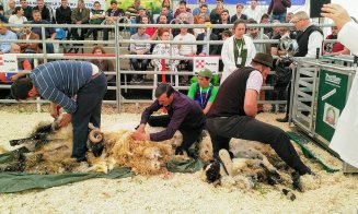 Vacile zburătoare de la Agraria