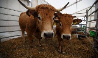 Vacile zburătoare de la Agraria