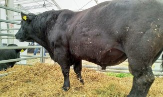 Vacile zburătoare de la Agraria