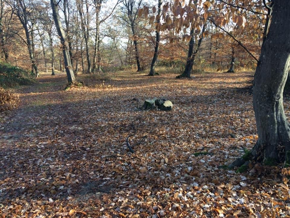 Noi tăieri abuzive în Hoia-Baciu. Parlamentari de Cluj şi Garda Forestieră merg în teren