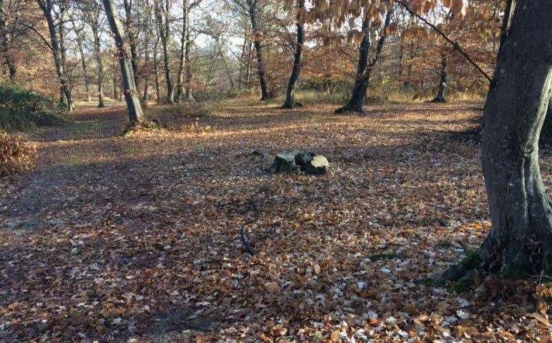 Noi tăieri abuzive în Hoia-Baciu. Parlamentari de Cluj şi Garda Forestieră merg în teren