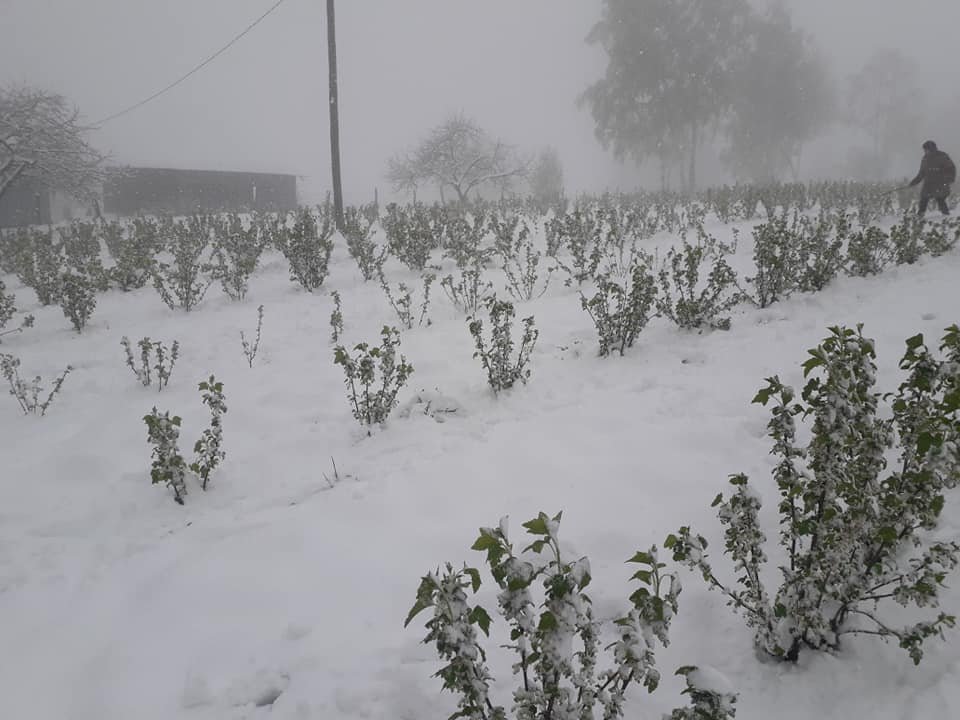 Winter is coming (back)! Culturi înflorite, acoperite de zăpadă la Cluj