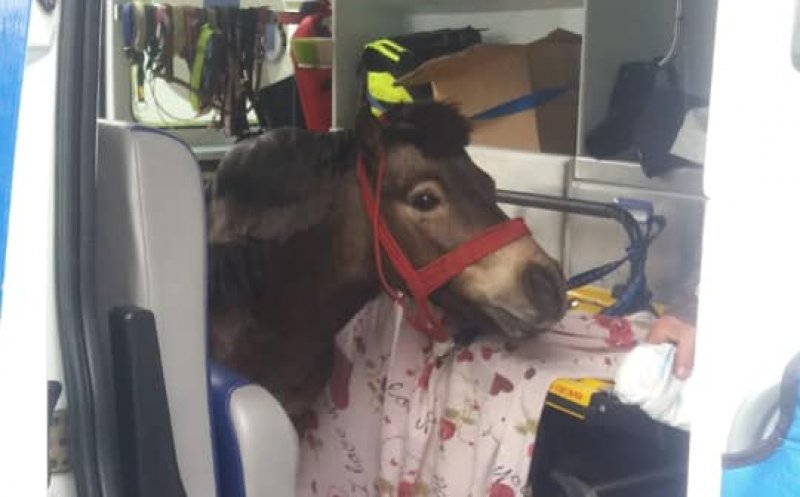 "Ambulanţa Albastră" pentru animalele de companie din Cluj! Pacientul de ieri, un ponei bolnav. Cât costă serviciile