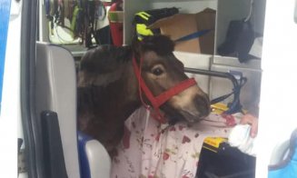"Ambulanţa Albastră" pentru animalele de companie din Cluj! Pacientul de ieri, un ponei bolnav. Cât costă serviciile