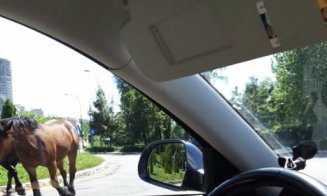 Cai la păscut într-un... sens giratoriu din Cluj