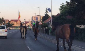 În Cluj, ca-n Vestul Sălbatic! Invazie de cai pe Drumul European 60