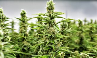 Canabisul, la un pas de a fi legalizat în România. Afecțiunile pentru care vor fi eliberate tratamente