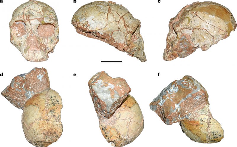 Fosile ale celui mai vechi Homo sapiens non-african, identificate în Europa