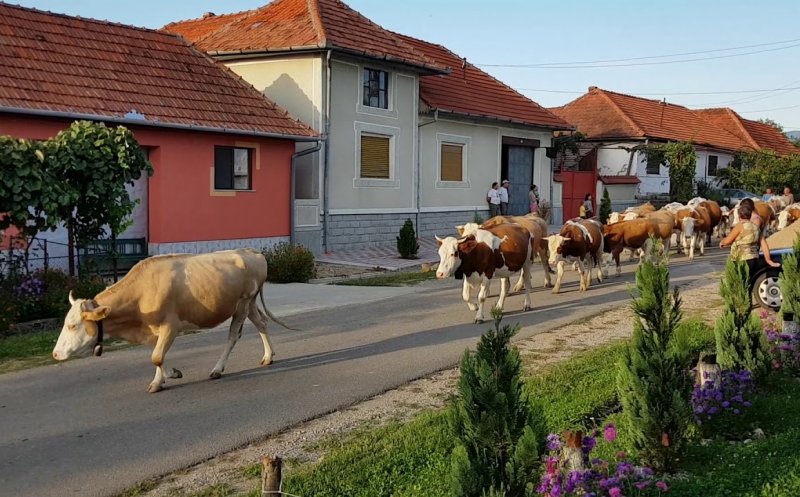 Olandezii de la Friesland se implică în fermele din Ardeal