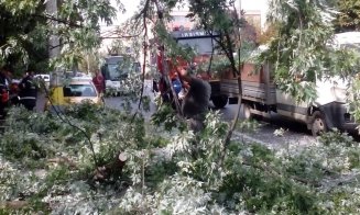 Atenție, șoferi! Copac căzut pe carosabil, în Gheorgheni. Circulația troleelor, blocată