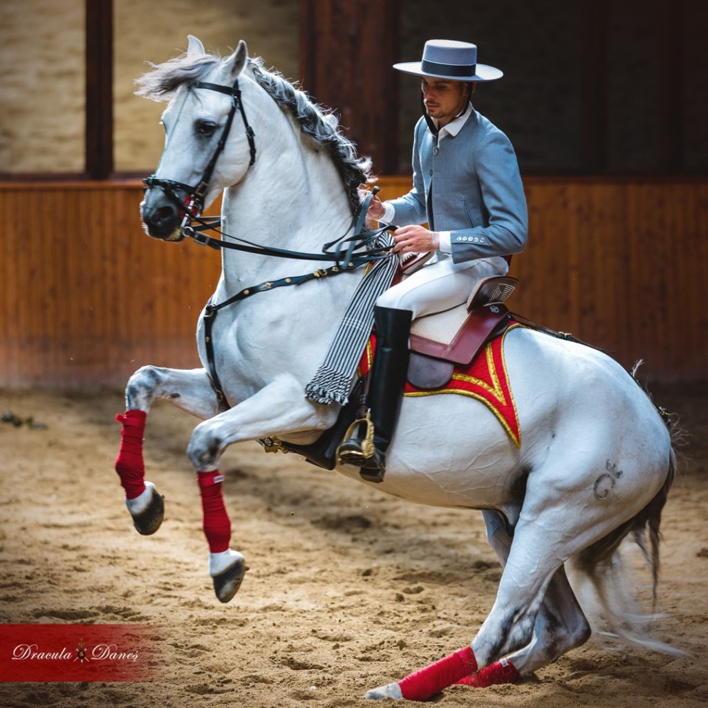 Dracula Horse Festival: Turnir medieval, spectacole ecvestre deosebite, concerte în locații inedite  și activități în natură