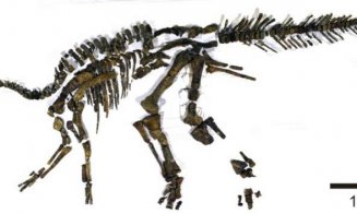 A fost identificată o nouă specie de dinozaur
