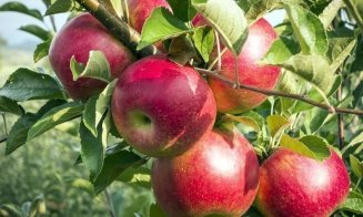 Un măr pe zi creşte imunitatea, reduce colesterolul şi ne apără de boli