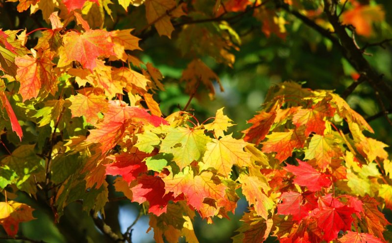 Schimbări spectaculoase: prognoza meteo pentru  perioada 4 noiembrie - 2 decembrie