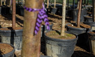 Copaci pentru parcul Între Lacuri, care va deservi 9.000 de clujeni. Primarul Boc a pus mâna pe lopată